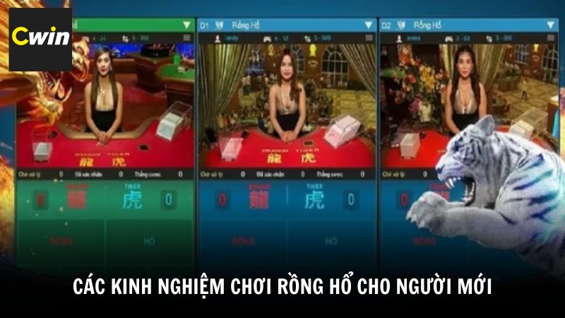 Các kinh nghiệm chơi Rồng Hổ cho người mới