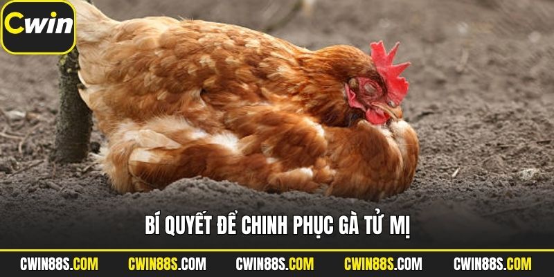 Bí quyết để chinh phục gà tử mị