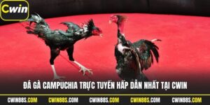 Đá Gà Campuchia Trực Tuyến Hấp Dẫn Nhất Tại Cwin