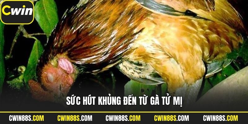Sức hút khủng đến từ gà tử mị