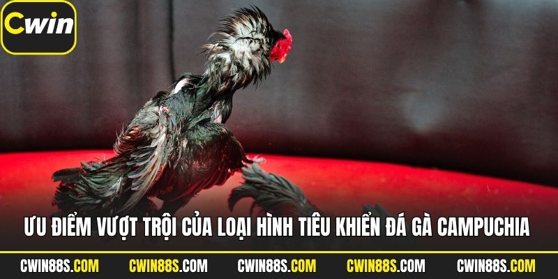 Ưu điểm vượt trội của loại hình tiêu khiển đá gà Campuchia