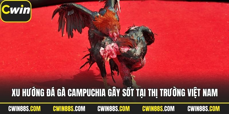 Xu hướng đá gà Campuchia gây sốt tại thị trường Việt Nam