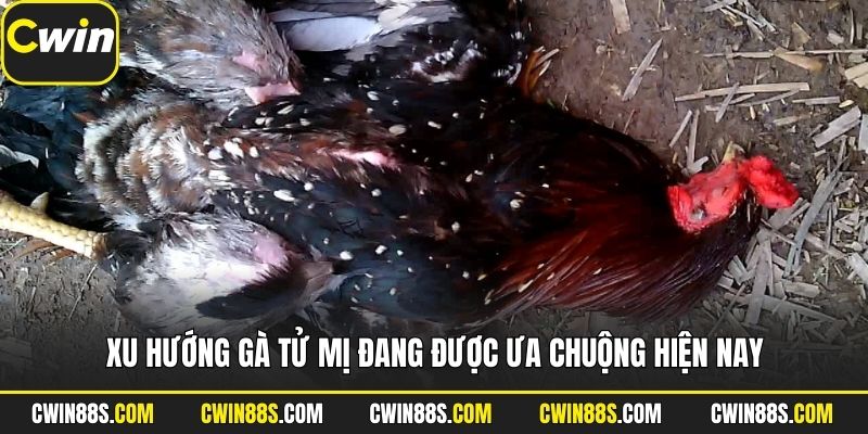 Xu hướng gà tử mị đang được ưa chuộng hiện nay